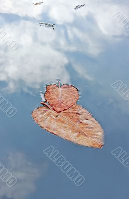 Leaves at Water Leaves at Water