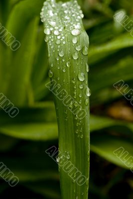 Green Leaf Green Leaf