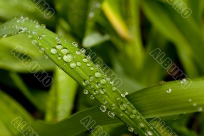 Green Leaf