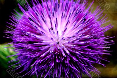 Macro Photography Macro Photography