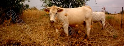 Cow in Israel