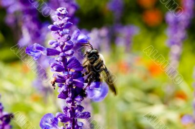 Macro Photography Macro Photography