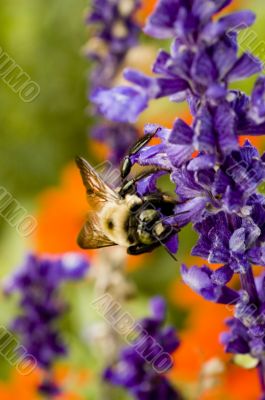 Macro Photography Macro Photography