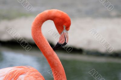 Close-up of flamingo