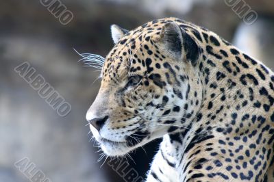 Close-up of leopard