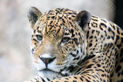 Close-up of leopard