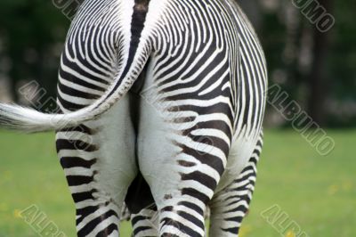 Close-up of zebra`s croup