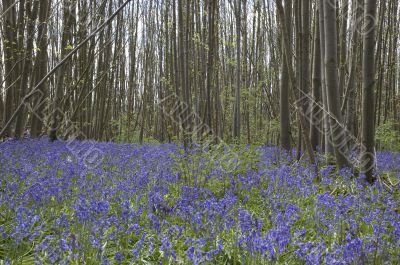 Bluebell  woods