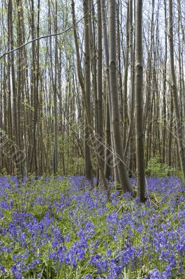 Bluebell  woods
