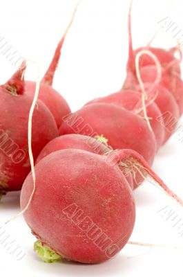 radish close-up