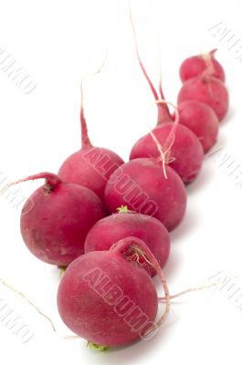 radish on white
