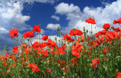 field of red poppies