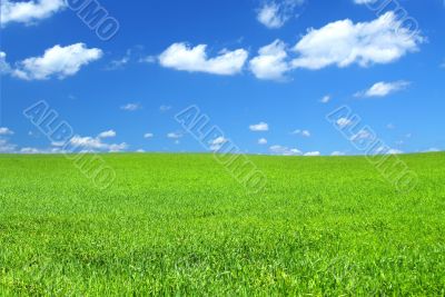 green summer field