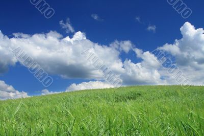 summer wild field