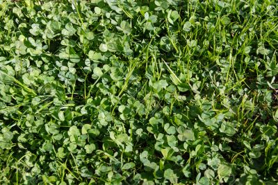 Green Clover Background