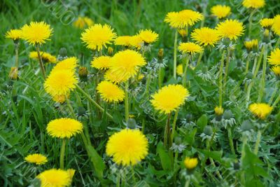 Dandelions