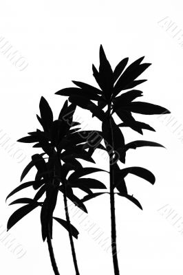 black white plant