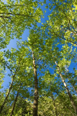 Tall trees on Mount Tayagetos