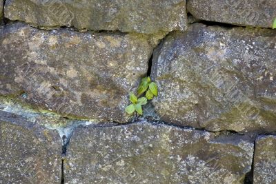 Stone wall