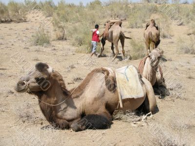 Camels in the desert