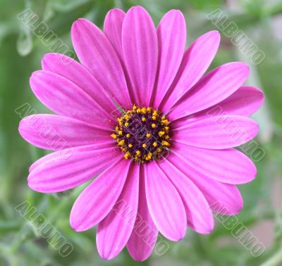 Purple Daisy