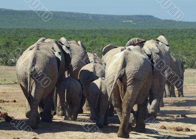 Group of elephants at Addo Elephant Park