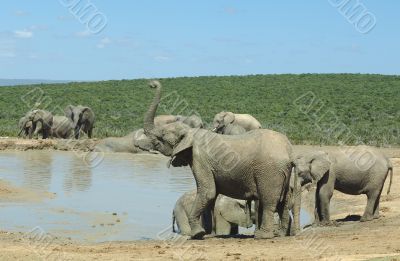 Elephants at Addo Elephant Park