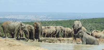 elephants drinking at Addo Elephant Park