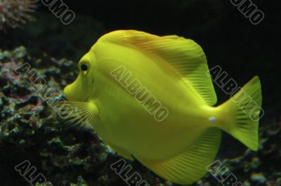 Tropical Fish Ctenochaetus truncatus