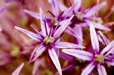 Macro Photography Macro Photography