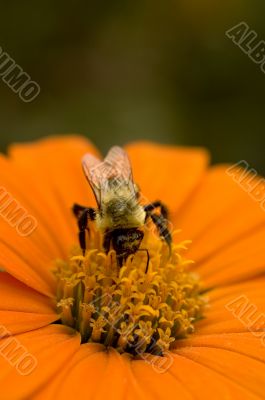 Macro Photography Macro Photography