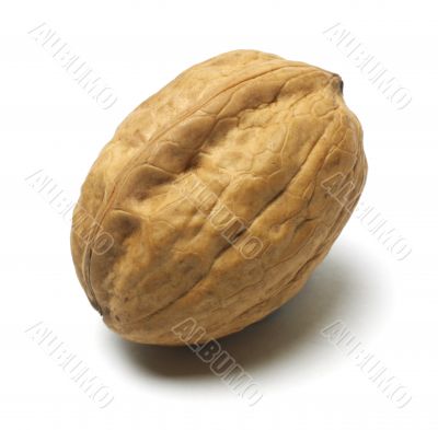 Macadamia Nut