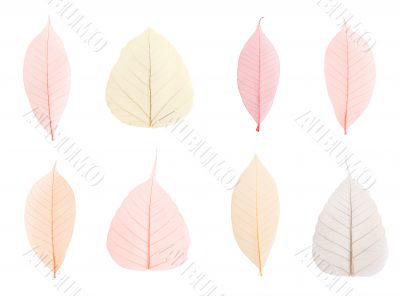 Leaves Leaves