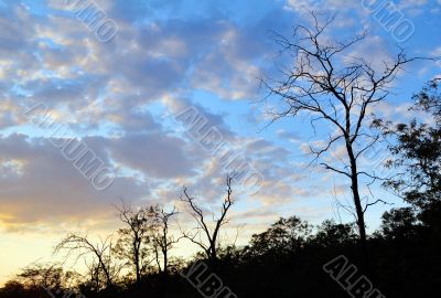 Trees` silhouettes in sunset