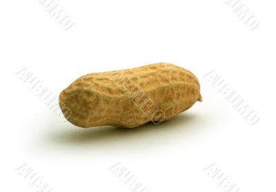 Peanut in shell isolated on a white background