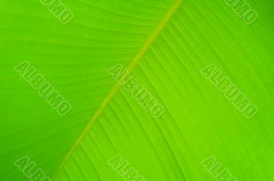 Palm tree leaf