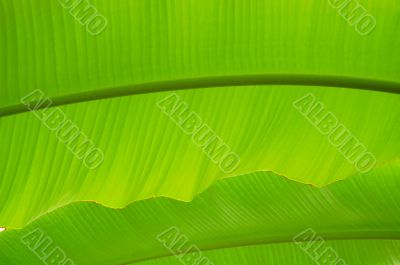 Palm tree leaf