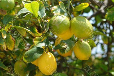 Lemon &amp; Lime Tree