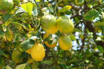 Lemon &amp; Lime Tree