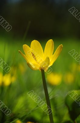 Yellow flower