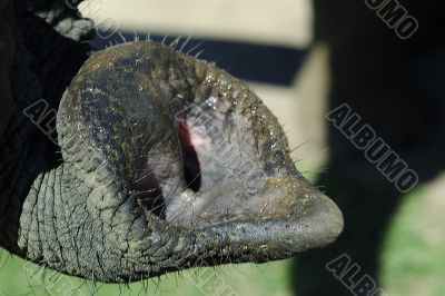 nose trunk of an elephant