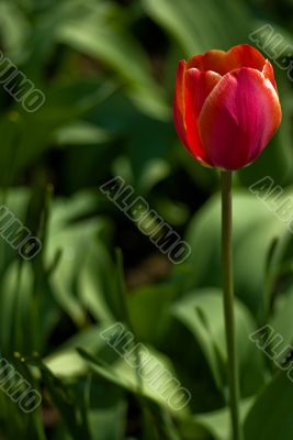 Red shiny tulip closeup
