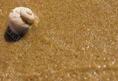 Sea shell on a sea shore