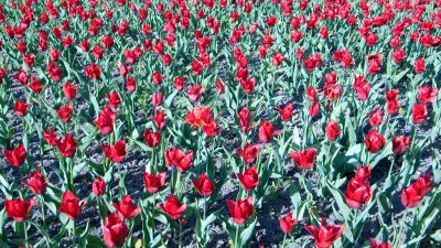 Red tulips