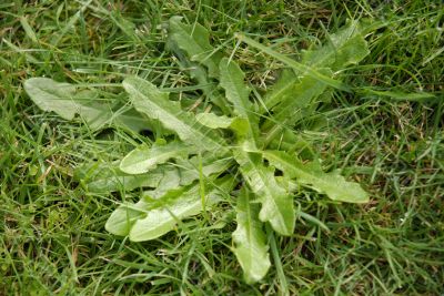 Dandelion weed