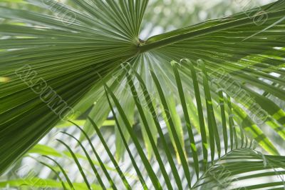 Abstract palm Abstract palm