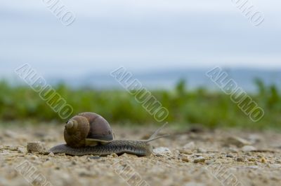 Garden snail Garden snail