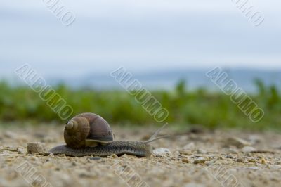 Garden snail