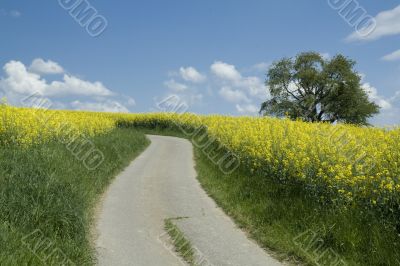 Rapeseed field Rapeseed field