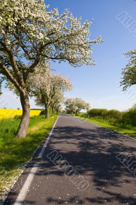 Landscape with blossom apple tree